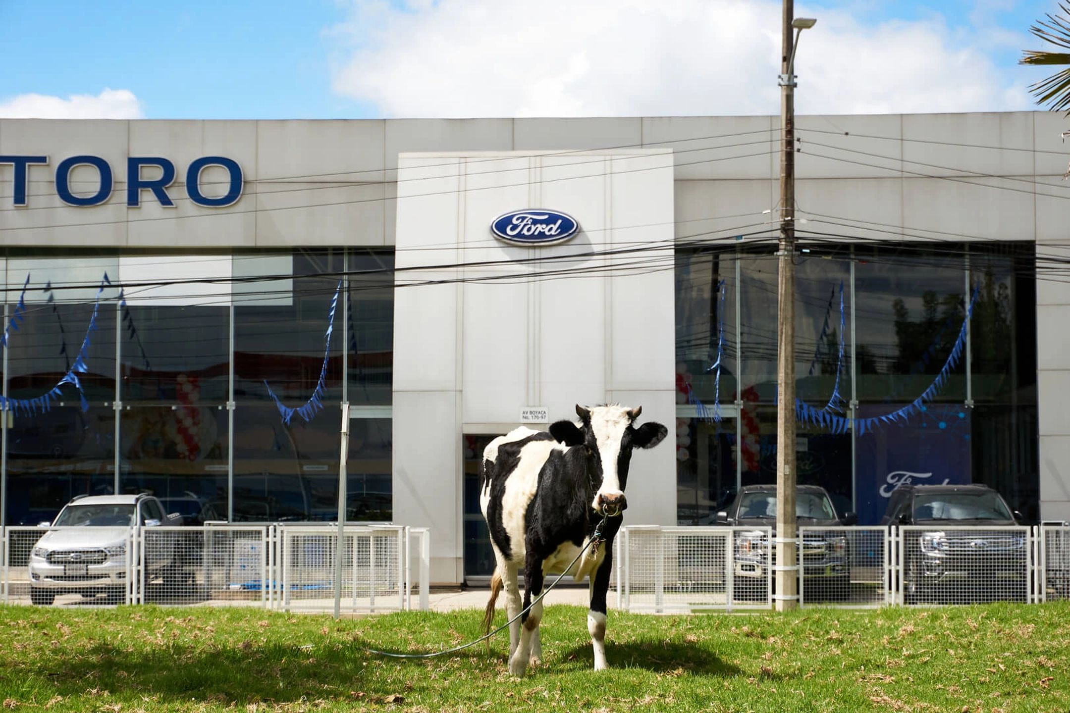 Bull by Kevin Rodríguez - thekevshot